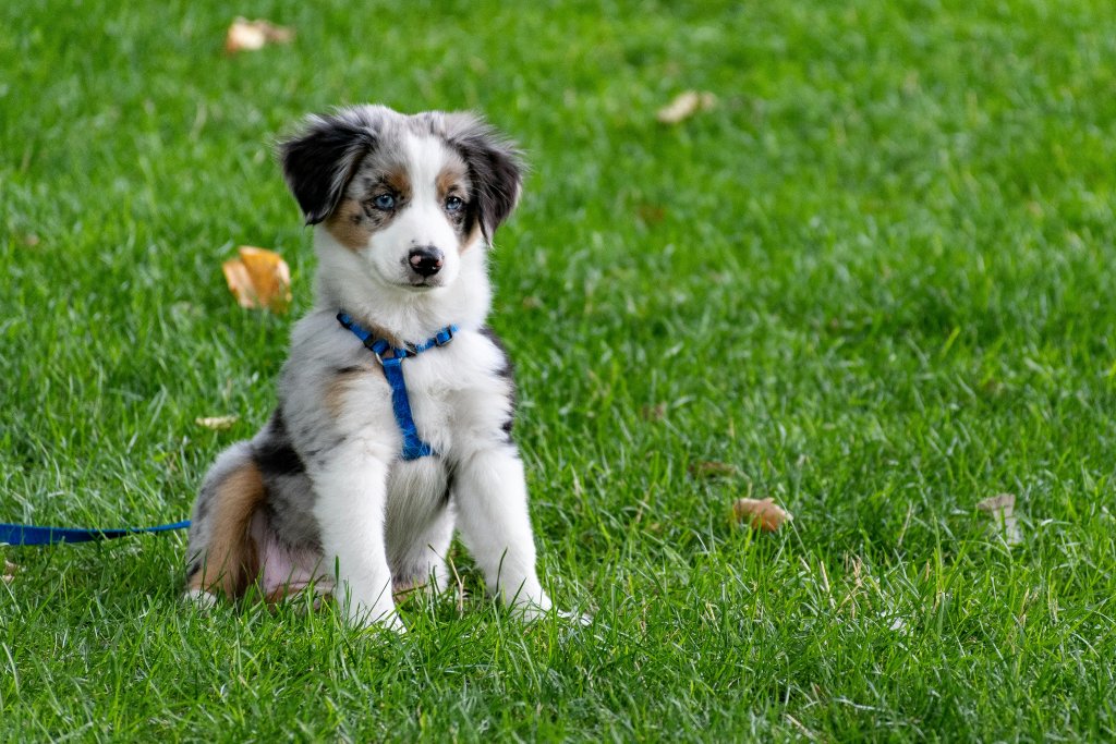 chiot assis harnais bleu